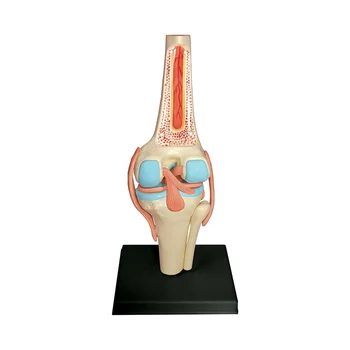 Медицинский Торс Модель человеческого тела Учебная модель органов коленного сустава для обучения студентов Учебная модель сборки