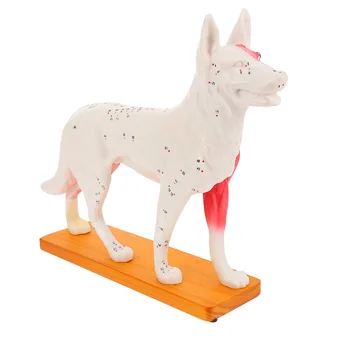 Модель акупунктуры собаки Анатомическая модель акупунктуры собаки для обучения студентов