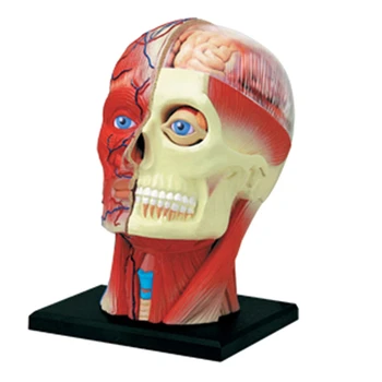 -Учебная модель человеческого тела с торсом, мышцы головы, нервные органы, модель для обучения студентов, модель для сборки в учебном кабинете