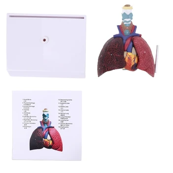 Модель легких человека в натуральную величину Анатомическая Дыхательная система Анатомия для научных ресурсов Изучение Дисплей Обучение Тоже